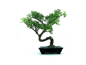 bonsai tree grow