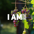 i am the vine jesus